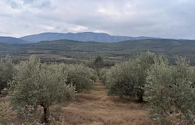 Migracija stanovništva ugrožava maslinarstvo u Albaniji
