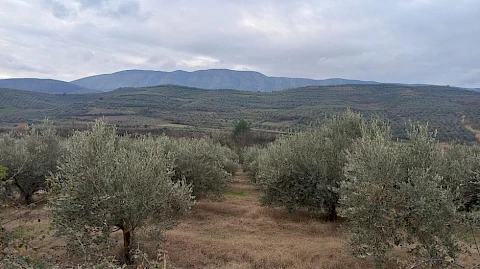 Migracija stanovništva ugrožava maslinarstvo u Albaniji