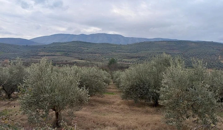 Migracija stanovništva ugrožava maslinarstvo u Albaniji