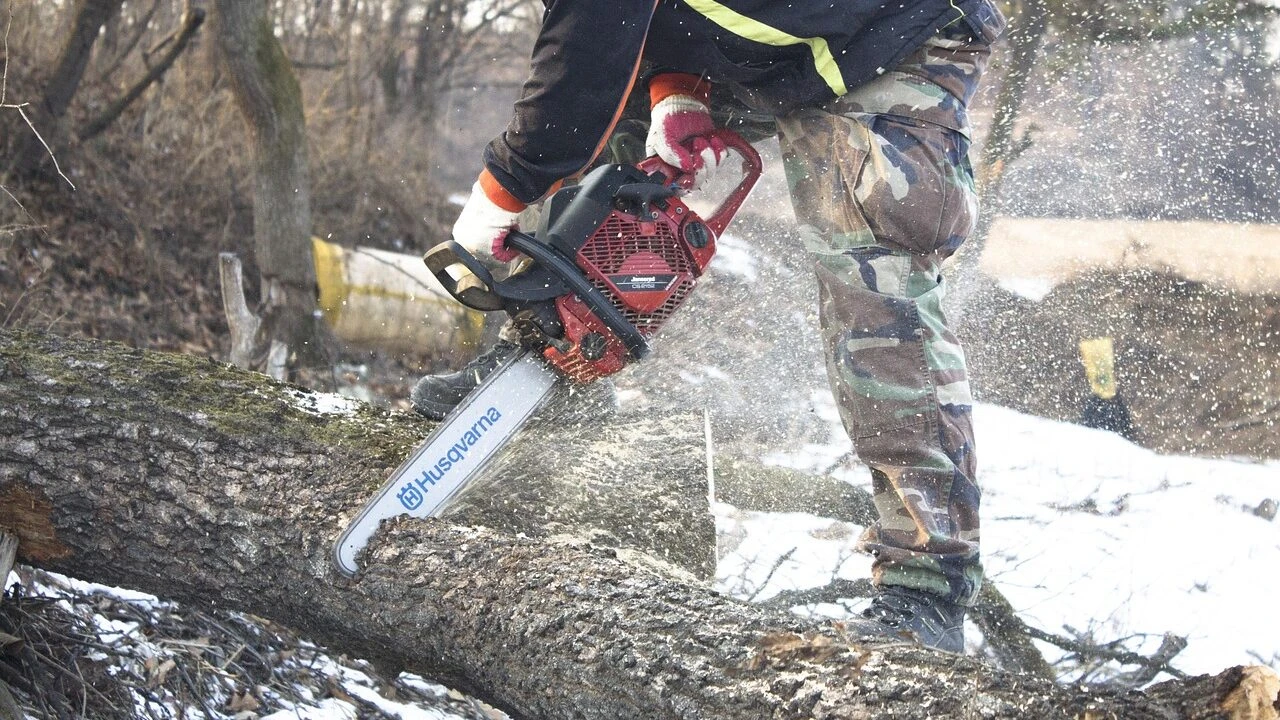 Predlažu moratorijum na sječu šuma