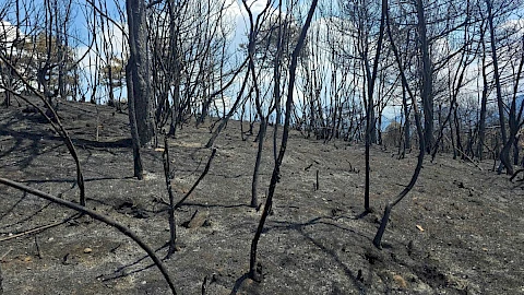 Albaniji prijeti dugoročna šteta od požara