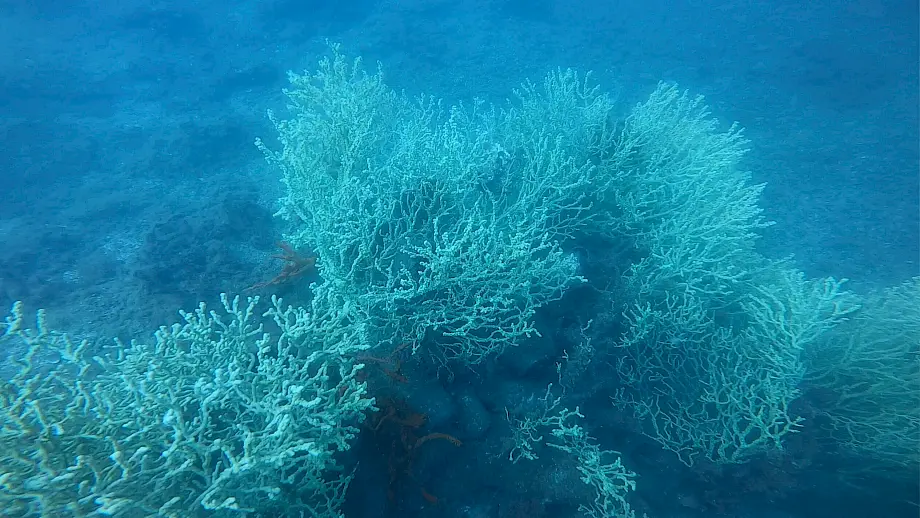Zlatni koral u Boki kotorskoj. Foto: Institut za biologiju mora/ustupila Vesna Mačić